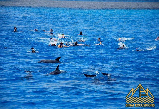 Dolphin-House-Snorkeling-Day-Trip-hurghada-swim-with-dolphins-in-hurghada