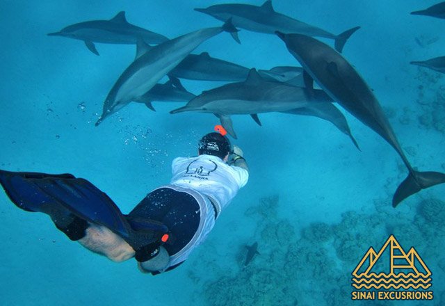 Dolphin-House-Snorkeling-Day-Trip-hurghada-swim-with-dolphins-in-hurghada