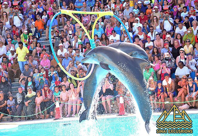 Dolphin-Show-and-Swimming-with-Dolphins-from-hurghada