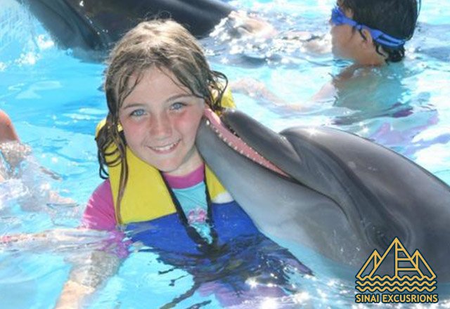 Dolphin-Show-and-Swimming-with-Dolphins-from-hurghada