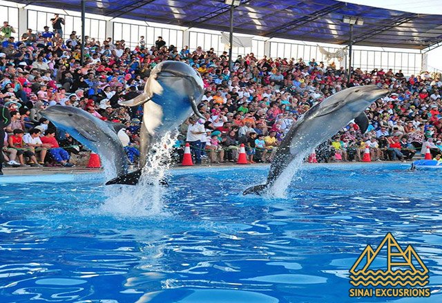 Dolphin-Show-and-Swimming-with-Dolphins-from-hurghada