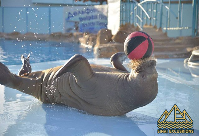 Dolphin-Show-and-Swimming-with-Dolphins-from-hurghada