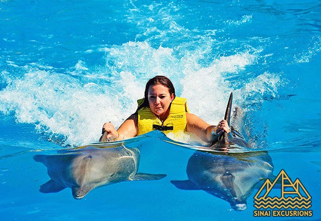 Dolphin-Show-and-Swimming-with-Dolphins-from-hurghada