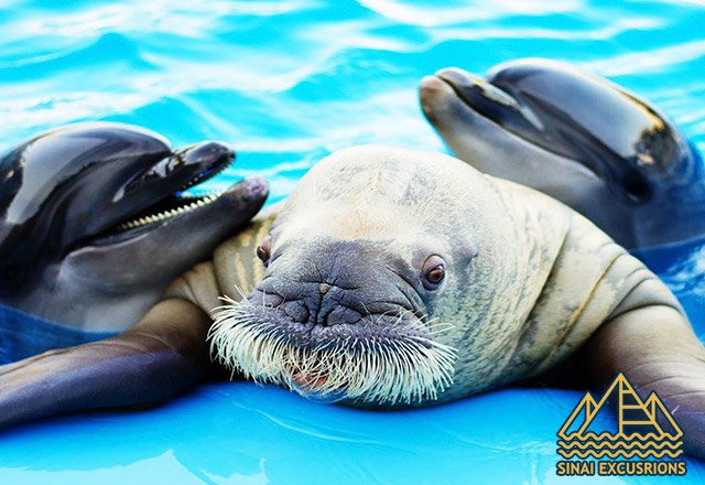 Dolphin-Show-and-Swimming-with-Dolphins-from-hurghada