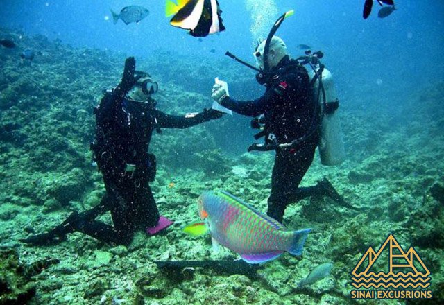diving in hurghada