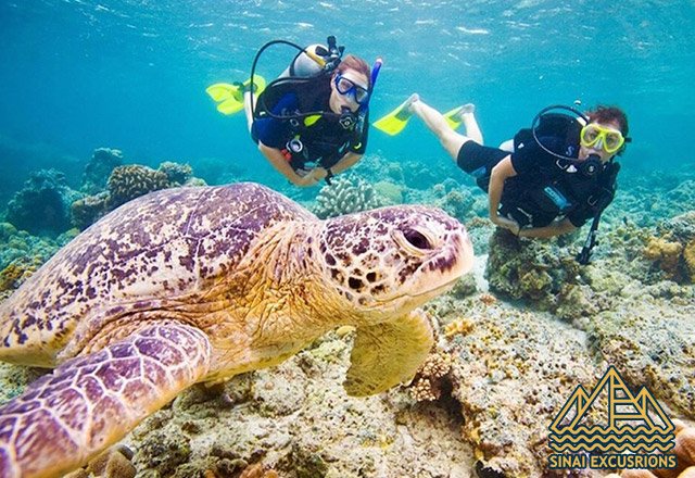 diving in hurghada