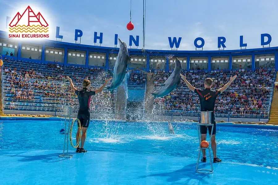 Dolphin performance at an outdoor show in Hurghada.