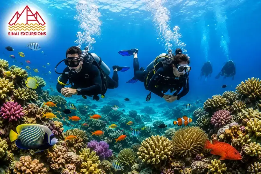 Scuba diver exploring a coral reef, Red Sea, Hurghada